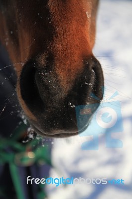 Horse Muzzle In The Snow Stock Photo