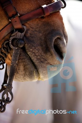 Horse Nose And Mouth Stock Photo