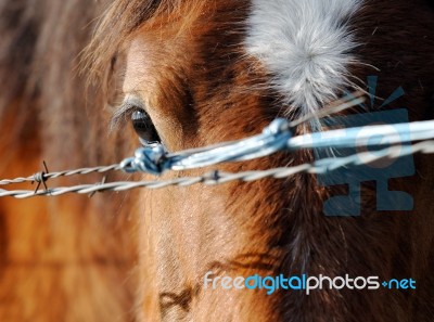 Horse On Barbed Fence Stock Photo