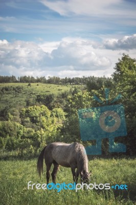 Horse On The Green Meadow Stock Photo