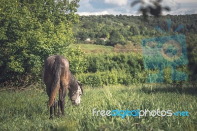 Horse On The Green Meadow Horizontal Stock Photo