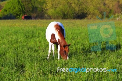 Horse On The Mountains Hills Stock Photo