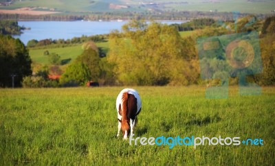 Horse On The Mountains Hills Stock Photo