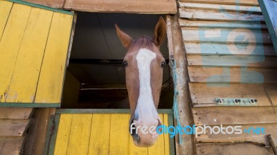 Horse Peaking On Stable Stock Photo