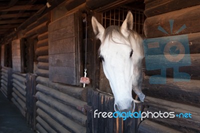 Horse Portrait Stock Photo