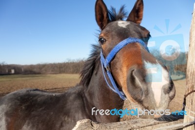 Horse Portrait Stock Photo