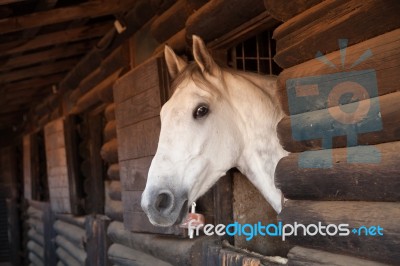 Horse Portrait Stock Photo