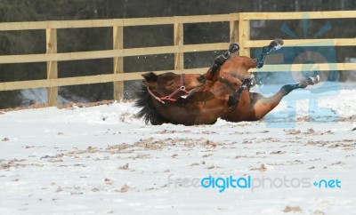 Horse Rolling In The Snow Stock Photo