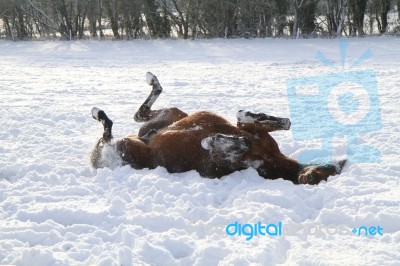 Horse Rolling In The Snow Stock Photo