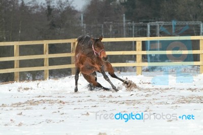 Horse Sliding In The Snow Stock Photo