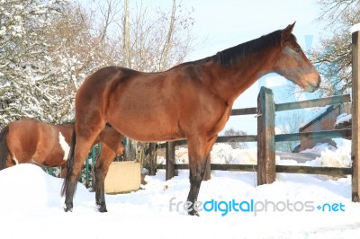 Horse Standing In The Snow Stock Photo