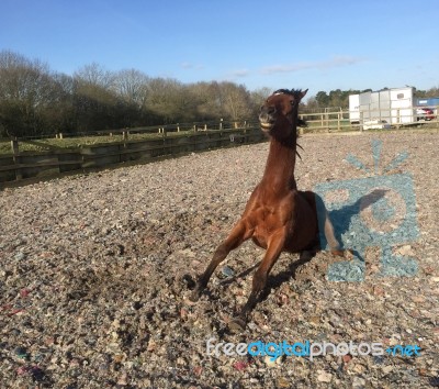 Horse Stretching Stock Photo