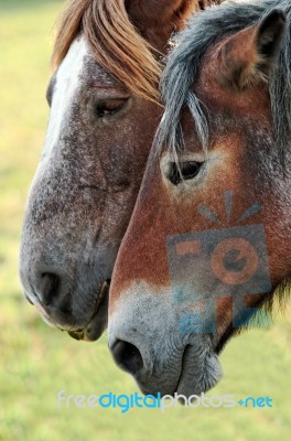 Horses Stock Photo