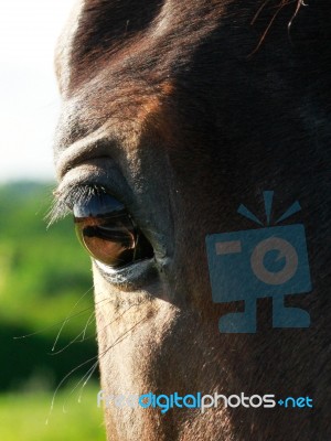 Horses Eye Stock Photo