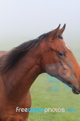 Horses Eye Looking Out In The Mist Stock Photo