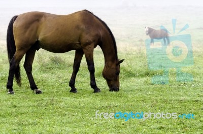 Horses Grazing Stock Photo