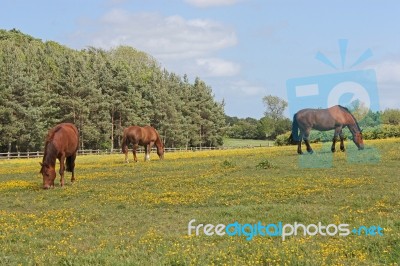 Horses Grazing Buttercups Stock Photo