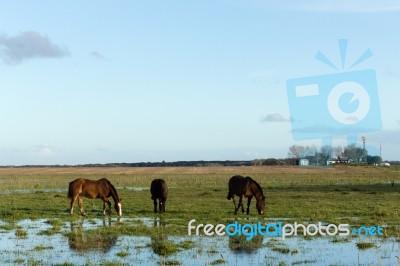 Horses Grazing On The Farm Stock Photo