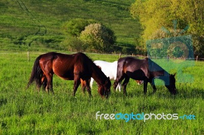 Horses In The Alps Stock Photo