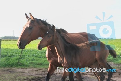 Horses In The Argentine Countryside Stock Photo