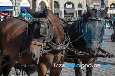 Horses In The Old Town Square In Prague Stock Photo