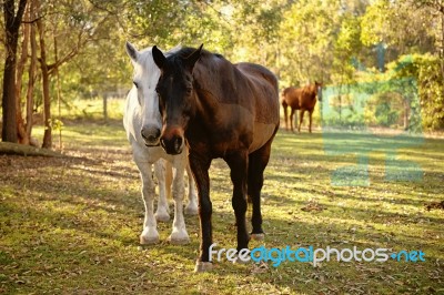 Horses In The Paddock Stock Photo