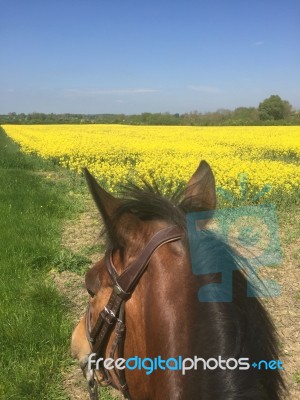 Horses Looking Out Over A Rapeseed Field Stock Photo