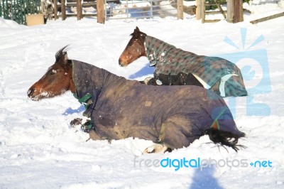 Horses Lying In The Snow Stock Photo