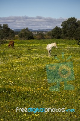 Horses On A Landscape Field Of Yellow Flowers Stock Photo