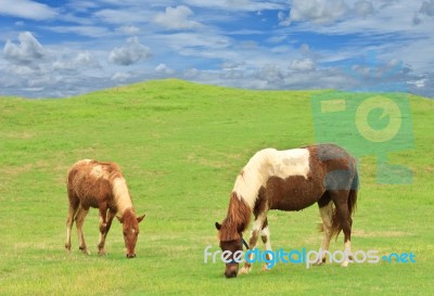 Horses On Grass Hill Stock Photo