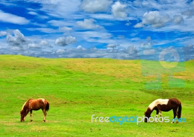 Horses On Grass Hill Stock Photo