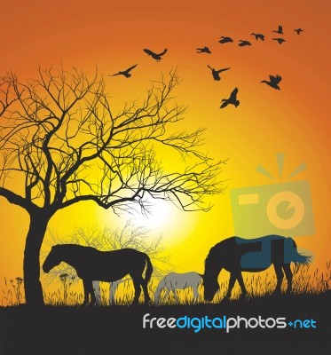 Horses On Sunset Background Stock Image