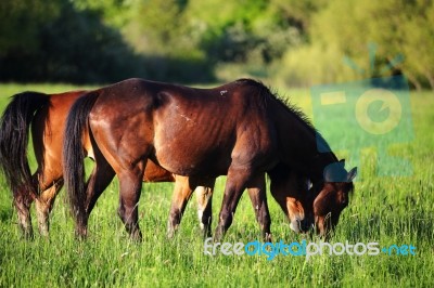 Horses On The Hills Stock Photo