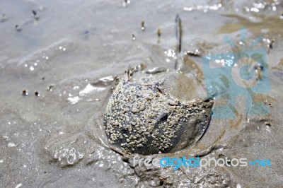 Horseshoe Crab Stock Photo