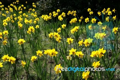 Host Of Golden Daffodils Stock Photo