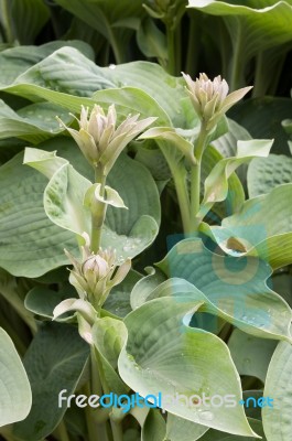 Hosta Or  Agavoideae Stock Photo