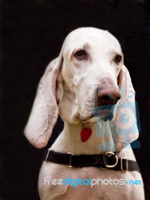 Hound Dog Stock Photo