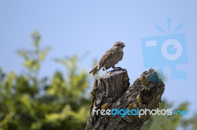 House Sparrow Bird Stock Photo