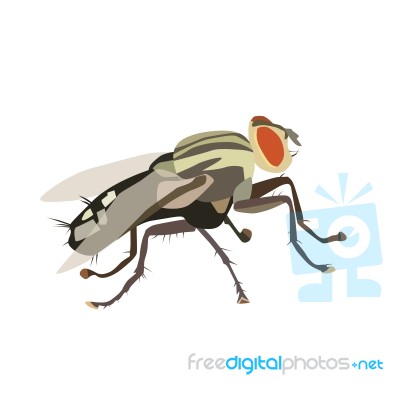 Housefly Stock Image