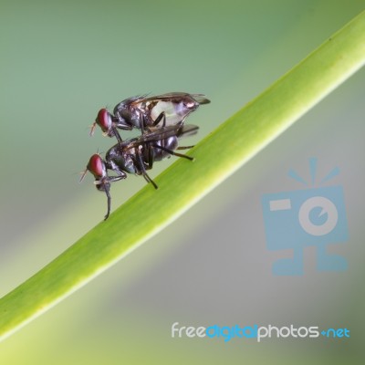 Housefly In Love Stock Photo