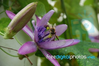 Hover Fly Stock Photo