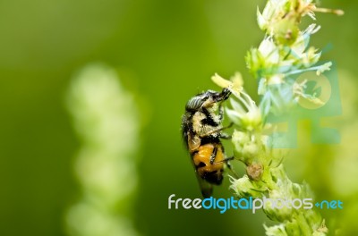 Hover Fly Stock Photo