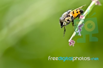 Hoverfly Stock Photo