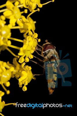 Hoverfly Stock Photo