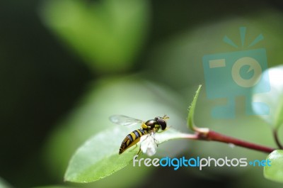 Hoverfly Stock Photo