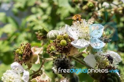 Hoverfly (eupeodes Corolae) On Blackberry Flower Stock Photo