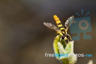 Hoverfly (eupeodes Corollae) Stock Photo