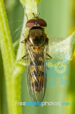 Hoverfly Insect Stock Photo