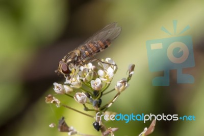 Hoverfly Insect On A Flower Stock Photo