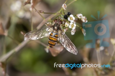 Hoverfly Insect On A Flower Stock Photo